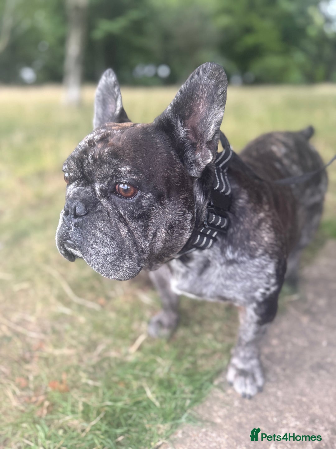 French Bulldog dogs for stud: 98% pure breed frenchie for stud  - Advert 3