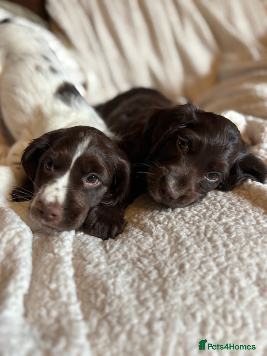 Cocker Spaniel dogs for sale: READY NOW lovely cocker spaniel pups  - Advert 2