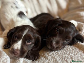 Cocker Spaniel dogs READY NOW lovely cocker spaniel pups - Advert 18