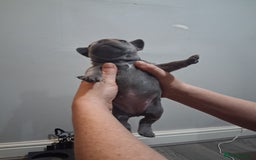 French Bulldog dogs for sale: French bulldogs - Image 30