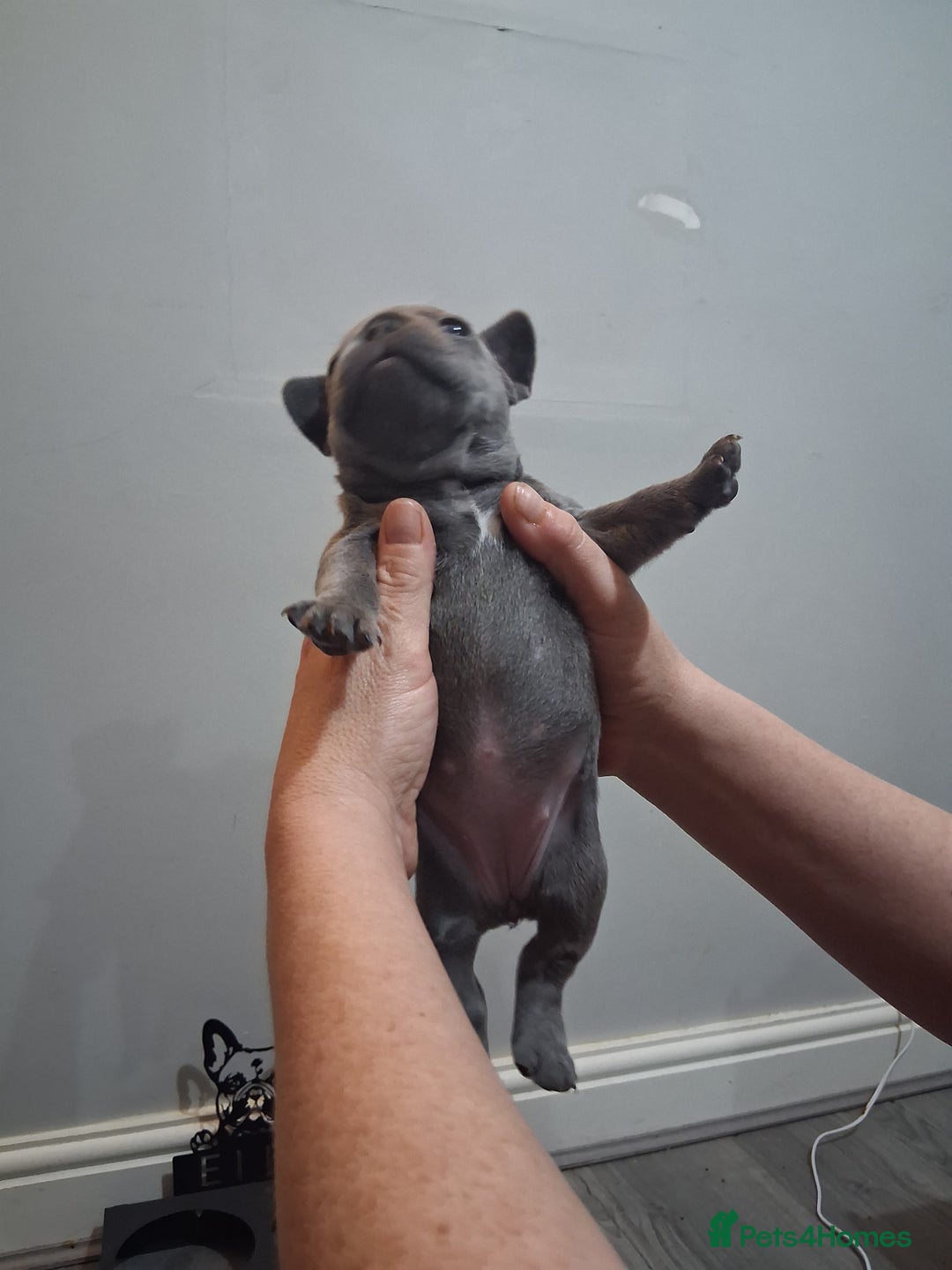 French Bulldog dogs for sale: French bulldogs - Image 30