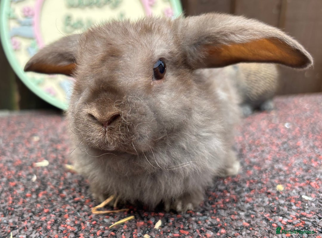 Mini Lop rabbits for sale: Mini Plush Lop - Image 2