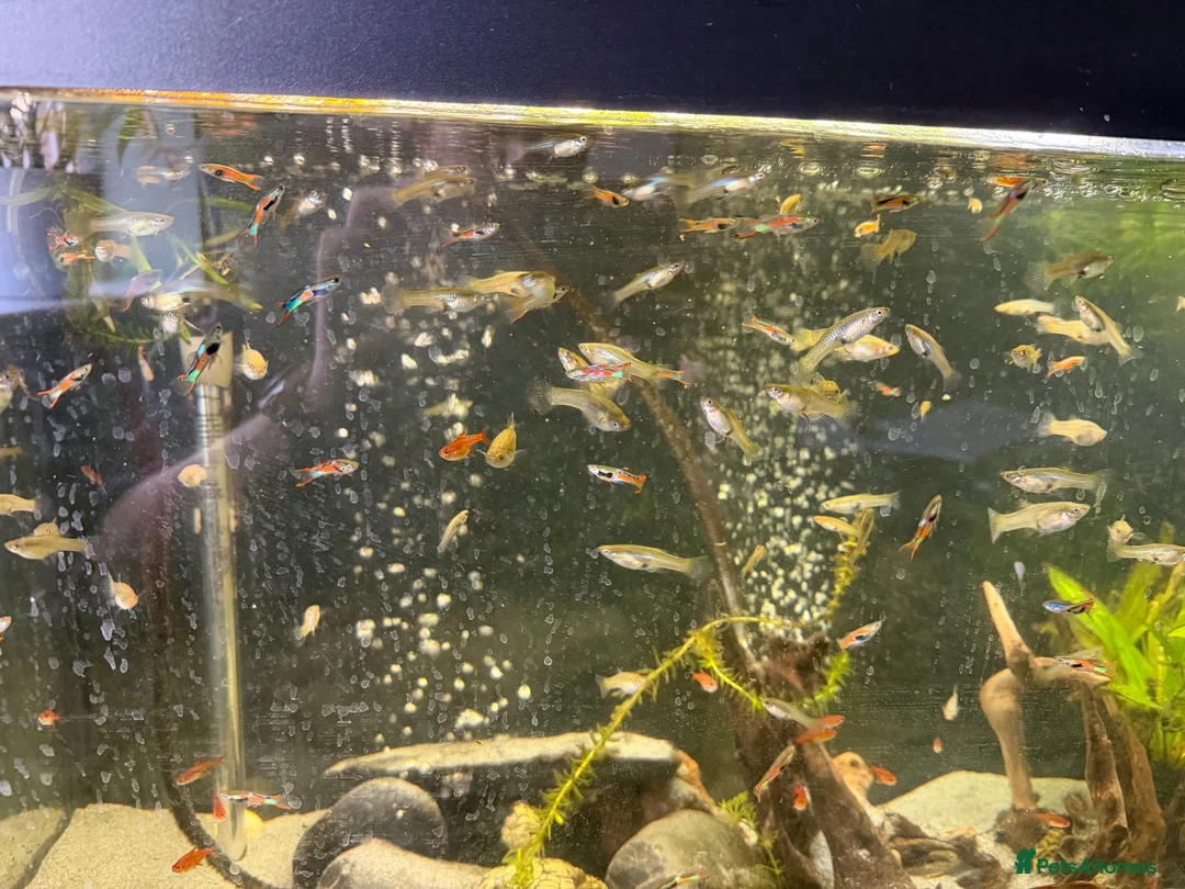 Other/Mixed Breed fish for sale: Endler Guppies  - Advert 2
