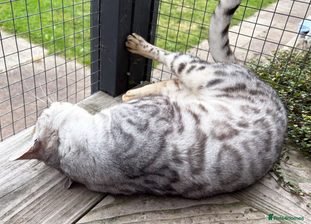 Bengal cats for sale: Outstanding ACTIVE Silver rosetted Bengal boy  - Advert 4