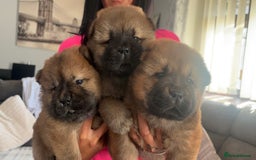 Chow Chow dogs for sale: 🐾Adorable Pedigree Chow Chow Puppies paw - Image 4