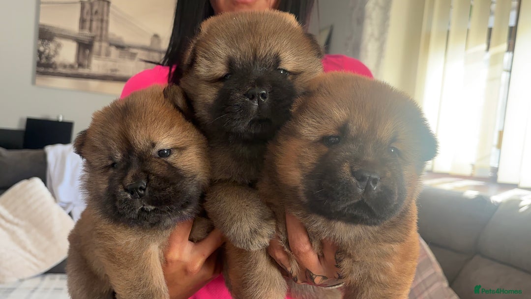 Chow Chow dogs for sale: 🐾Adorable Pedigree Chow Chow Puppies paw - Image 4