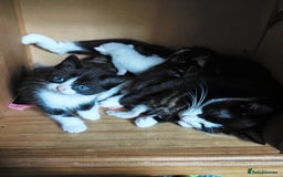 Khao Manee cats for sale: Mixed price Khao Manee kittens  - Image 35