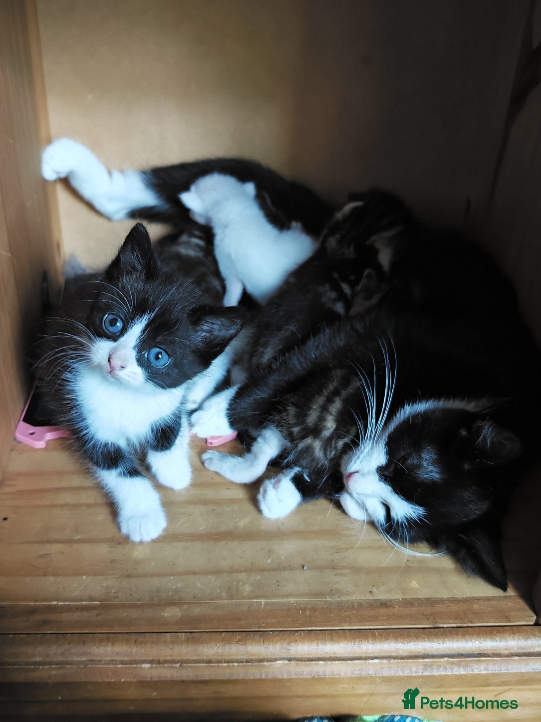 Khao Manee cats for sale: Mixed price Khao Manee kittens  - Image 35