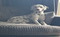 Dalmatian dogs for sale: Female dalmatian - Image 1