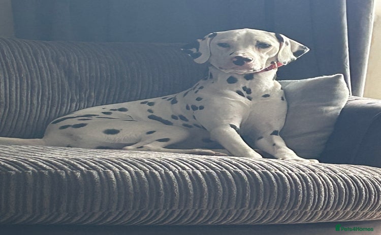 Dalmatian dogs - Advert 1