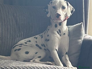 Dalmatian dogs - Advert 10
