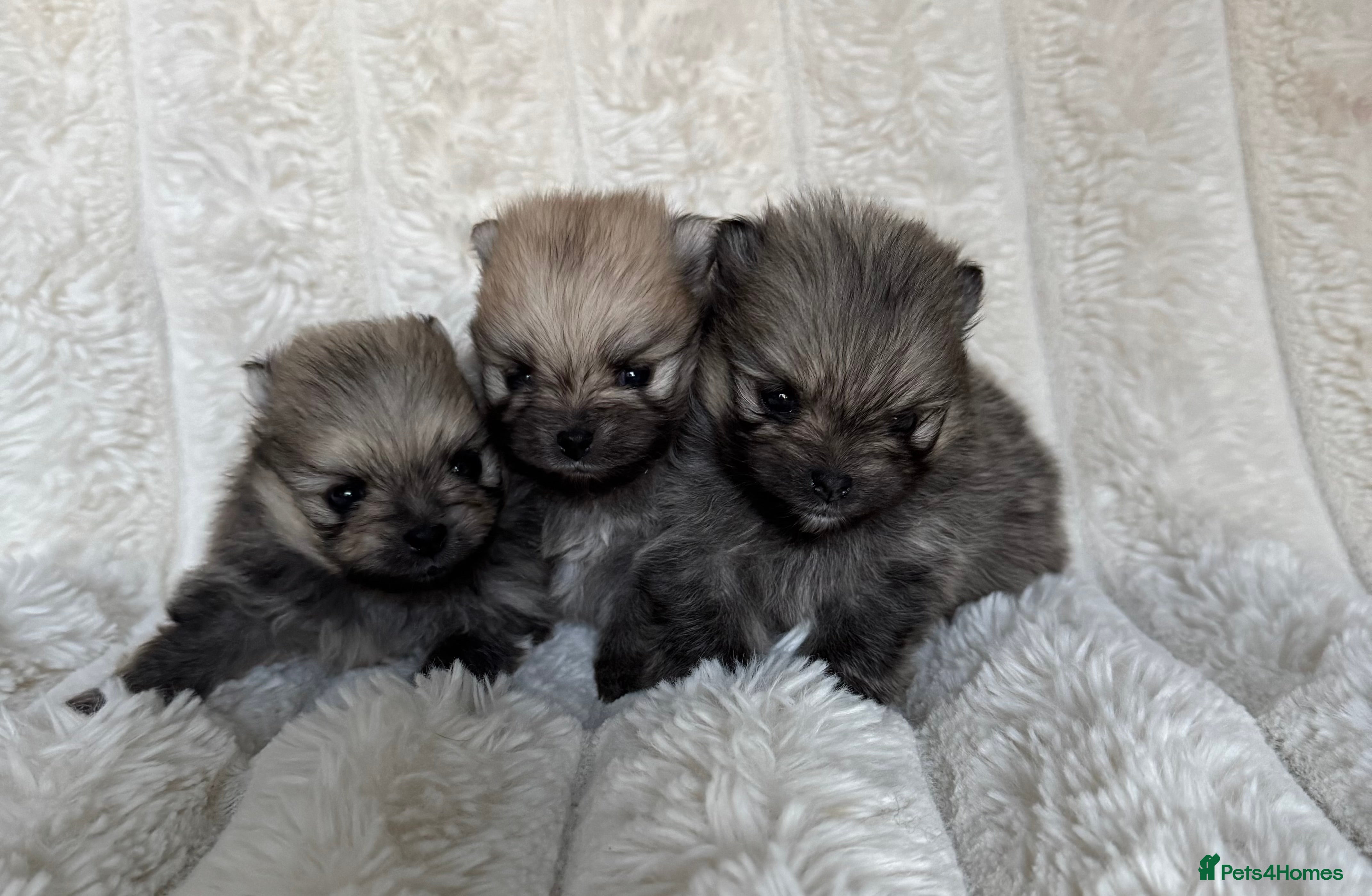 Pomeranian dogs Show Lines Tiny Teddy Faced Pomeranians  - Advert 1