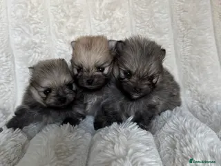 Pomeranian dogs Show Lines Tiny Teddy Faced Pomeranians - Advert 1