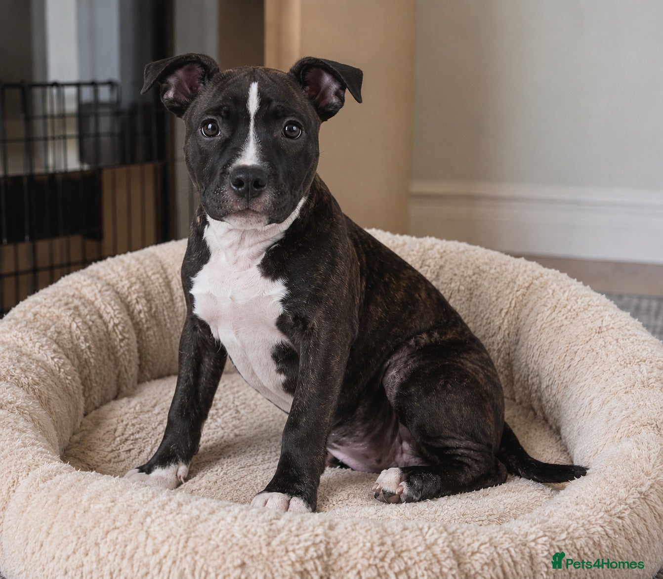Staffordshire Bull Terrier dogs Staffy puppy - Advert 1