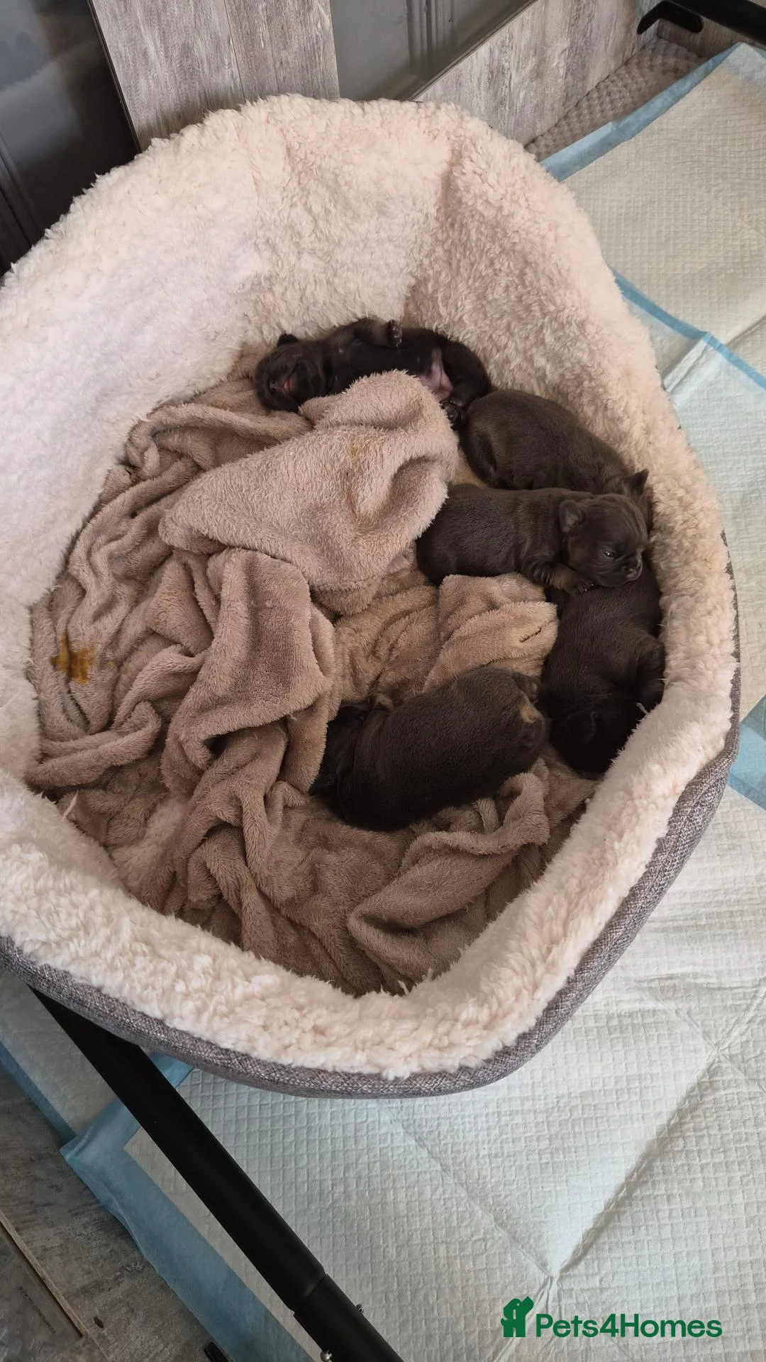 Mixed Breed cats for sale: 2 loving cats - Advert 5