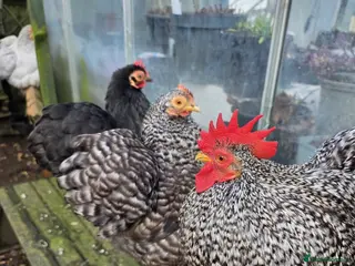 Chickens poultry Lavender and cuckoo bantams - Advert 1