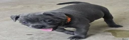 Staffordshire Bull Terrier dogs for sale: Handled and raised at home staffys - Advert 3