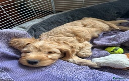 Cockapoo dogs for sale: Adorable Cockapoo Puppies  - Image 15