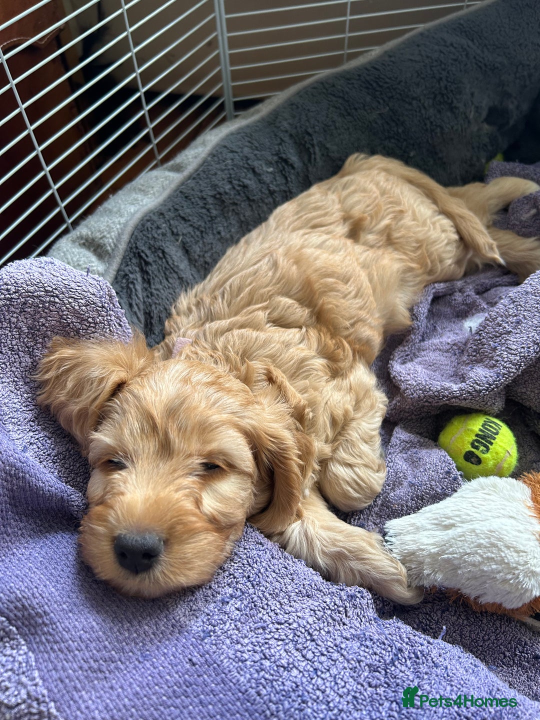Cockapoo dogs for sale: Adorable Cockapoo Puppies  - Image 15