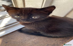 Domestic Shorthair cats for sale: 3 gorgeous kittens - Image 4