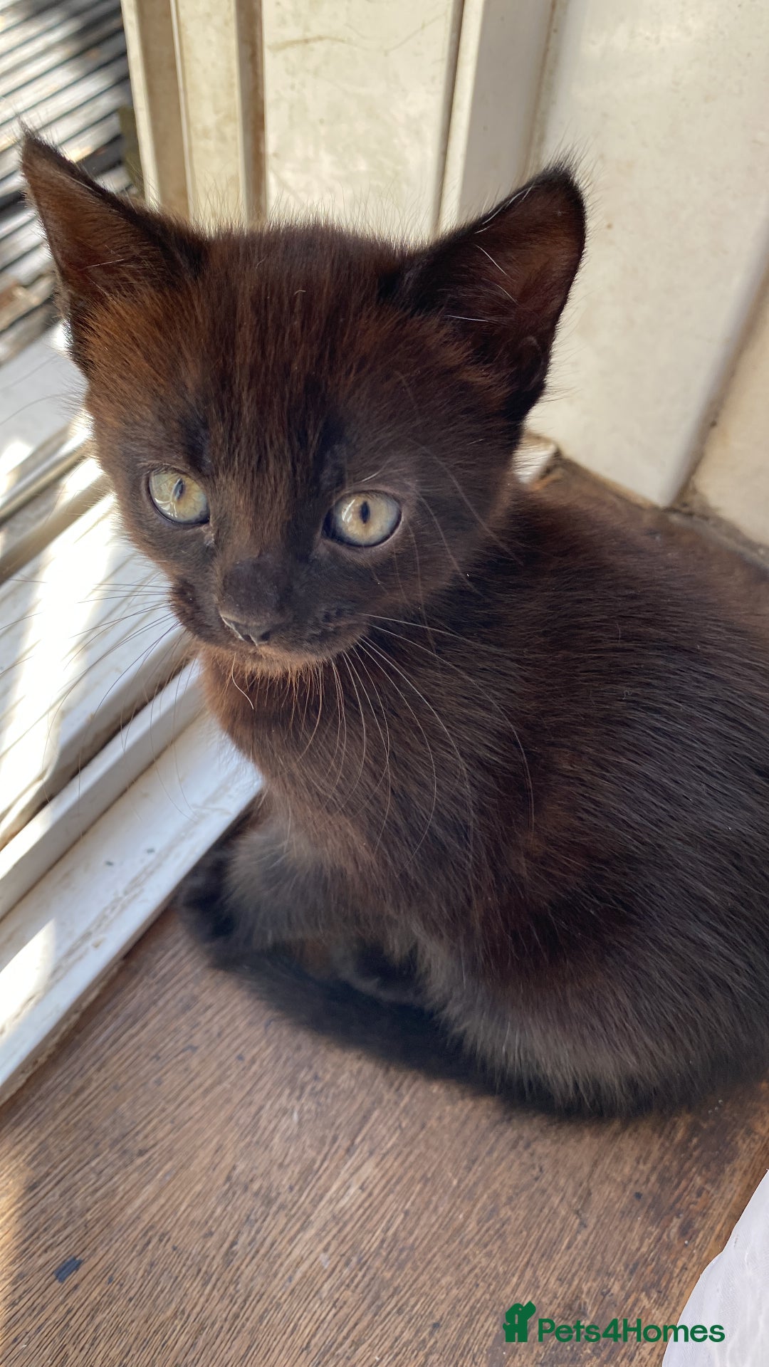Domestic Shorthair cats for sale: 3 gorgeous kittens - Image 4