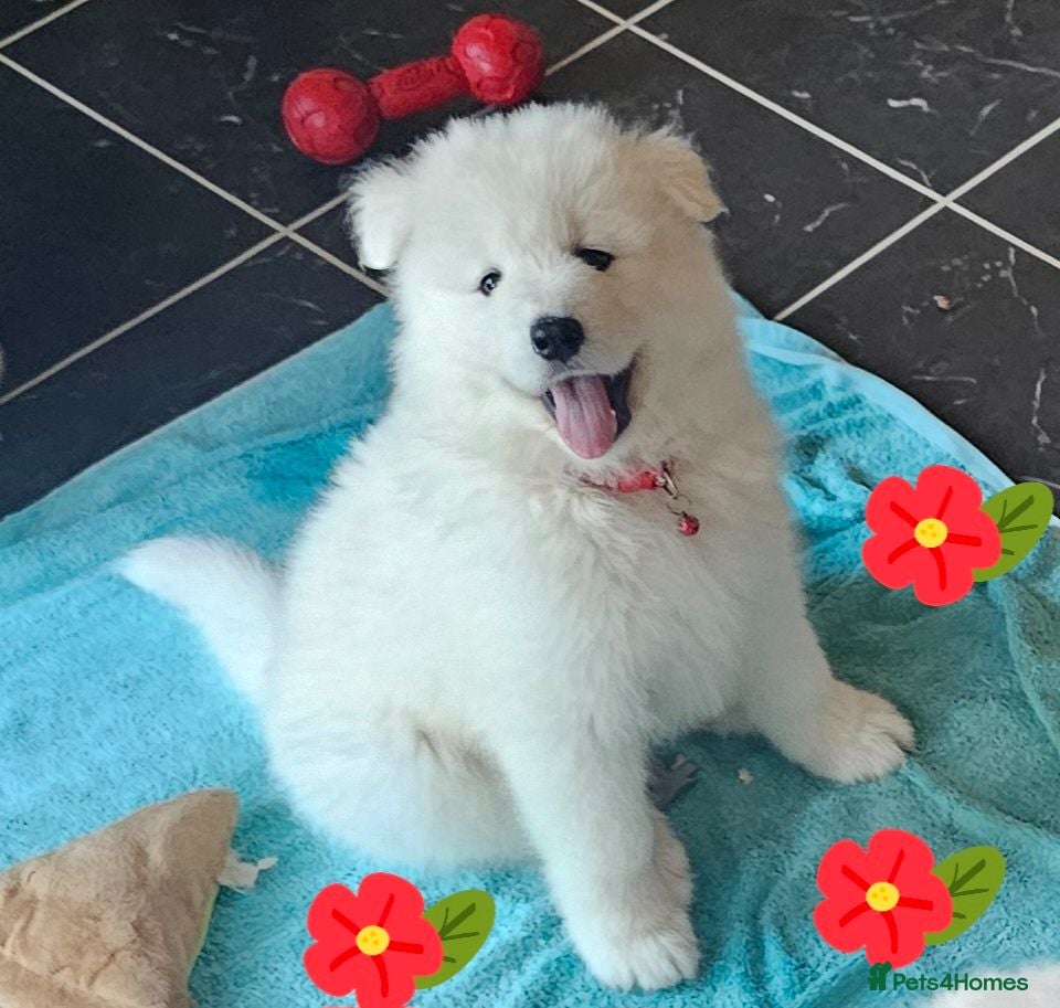 Samoyed dogs Adorable Samoyed puppies  - Advert 1