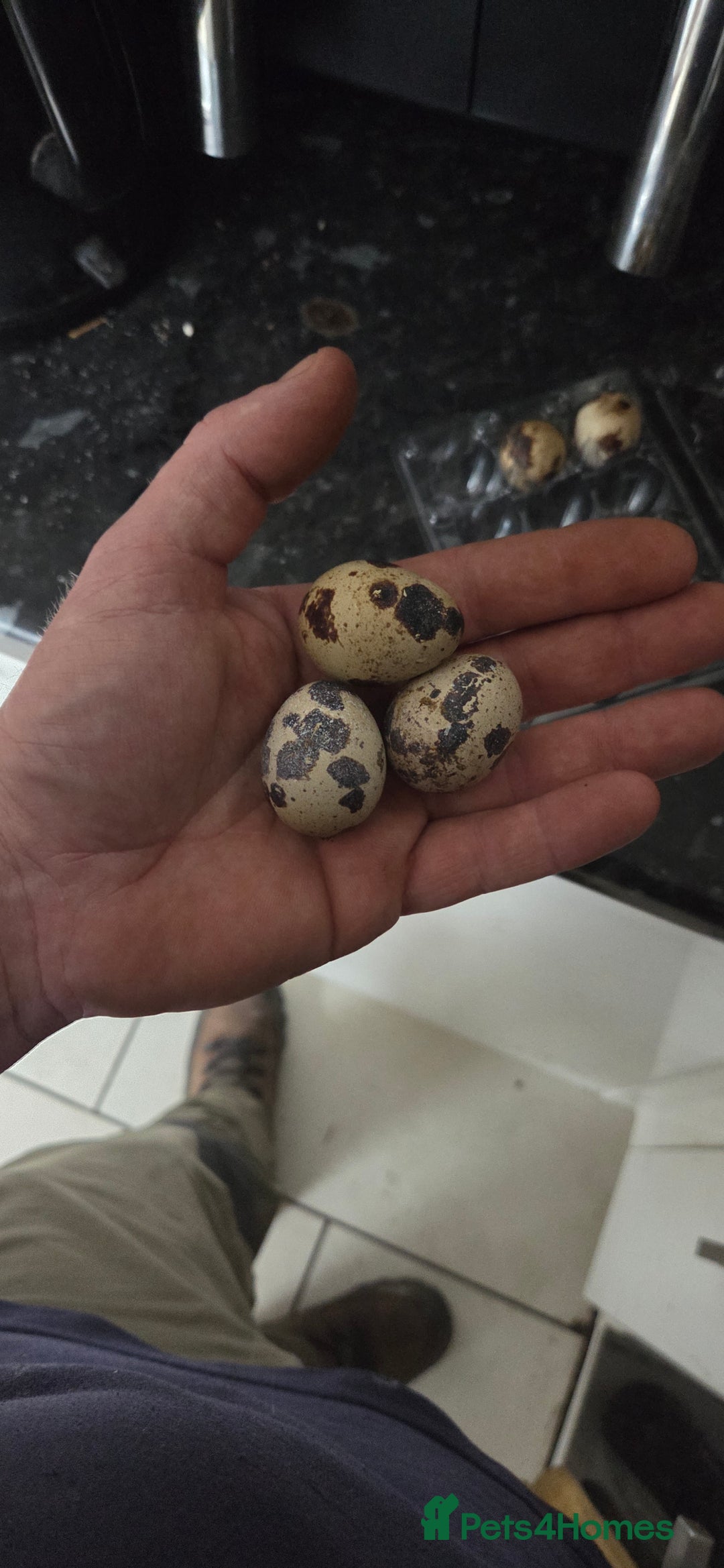 Quail poultry for sale: White jumbo quail - Image 4