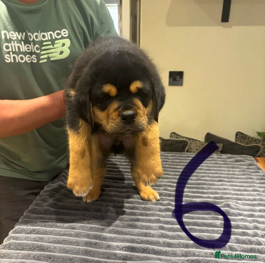 Central Asian Shepherd dogs for sale: Central Asian Shepard x Rottweiler  - Image 18