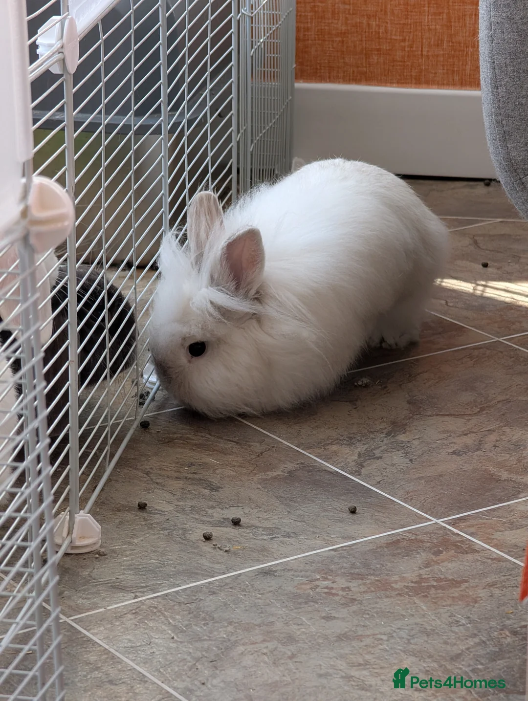 Lionhead rabbits for sale: REHOME: 2 x Male Lion head Rabbits in Nelson - Advert 2