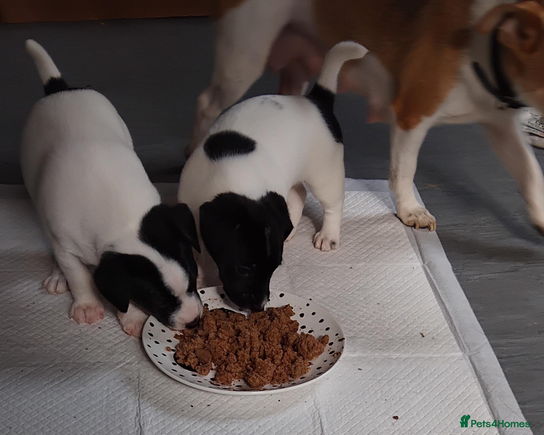 Jack Russell dogs Jack Russell puppies  - Advert 3