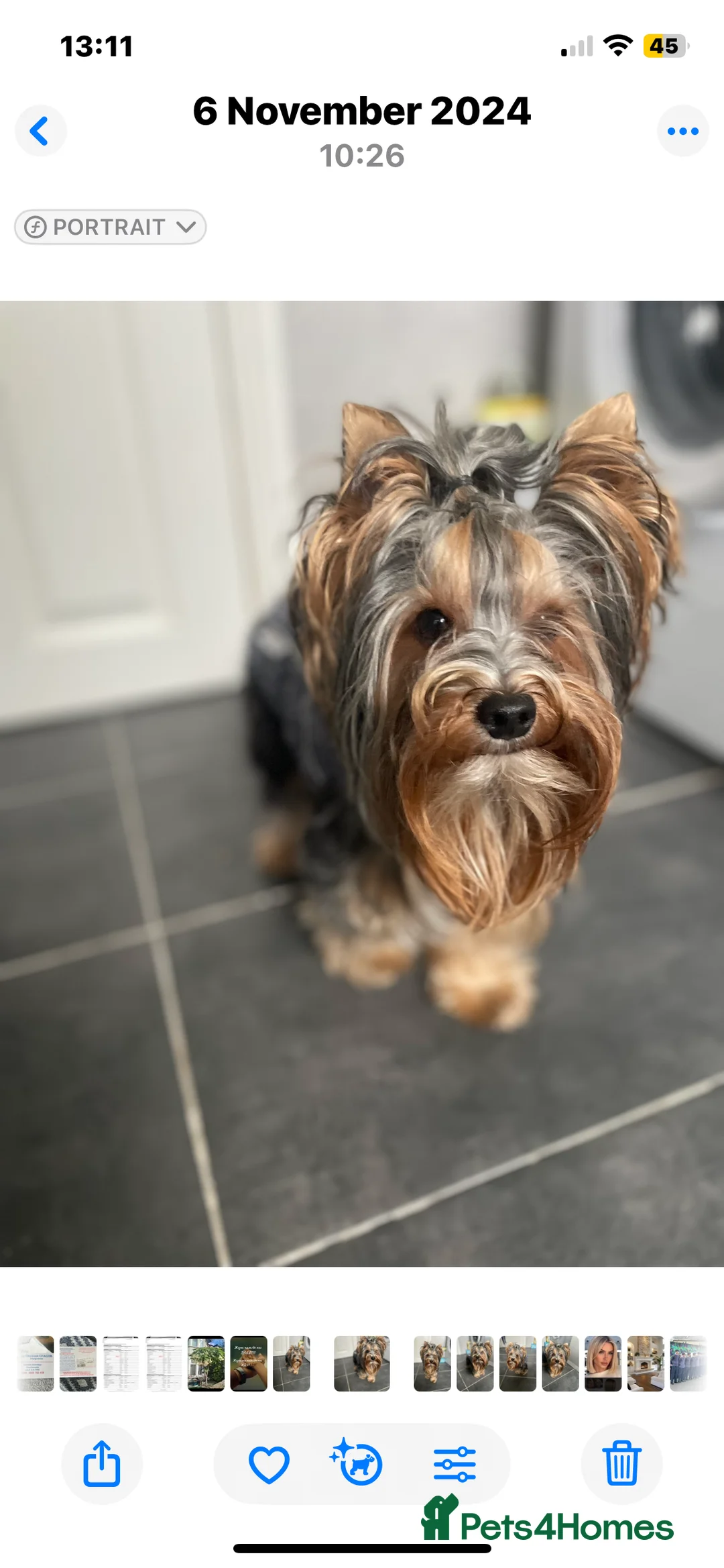 Yorkshire Terrier dogs for stud: Mini Yorkshire terrier for stud  - Advert 3