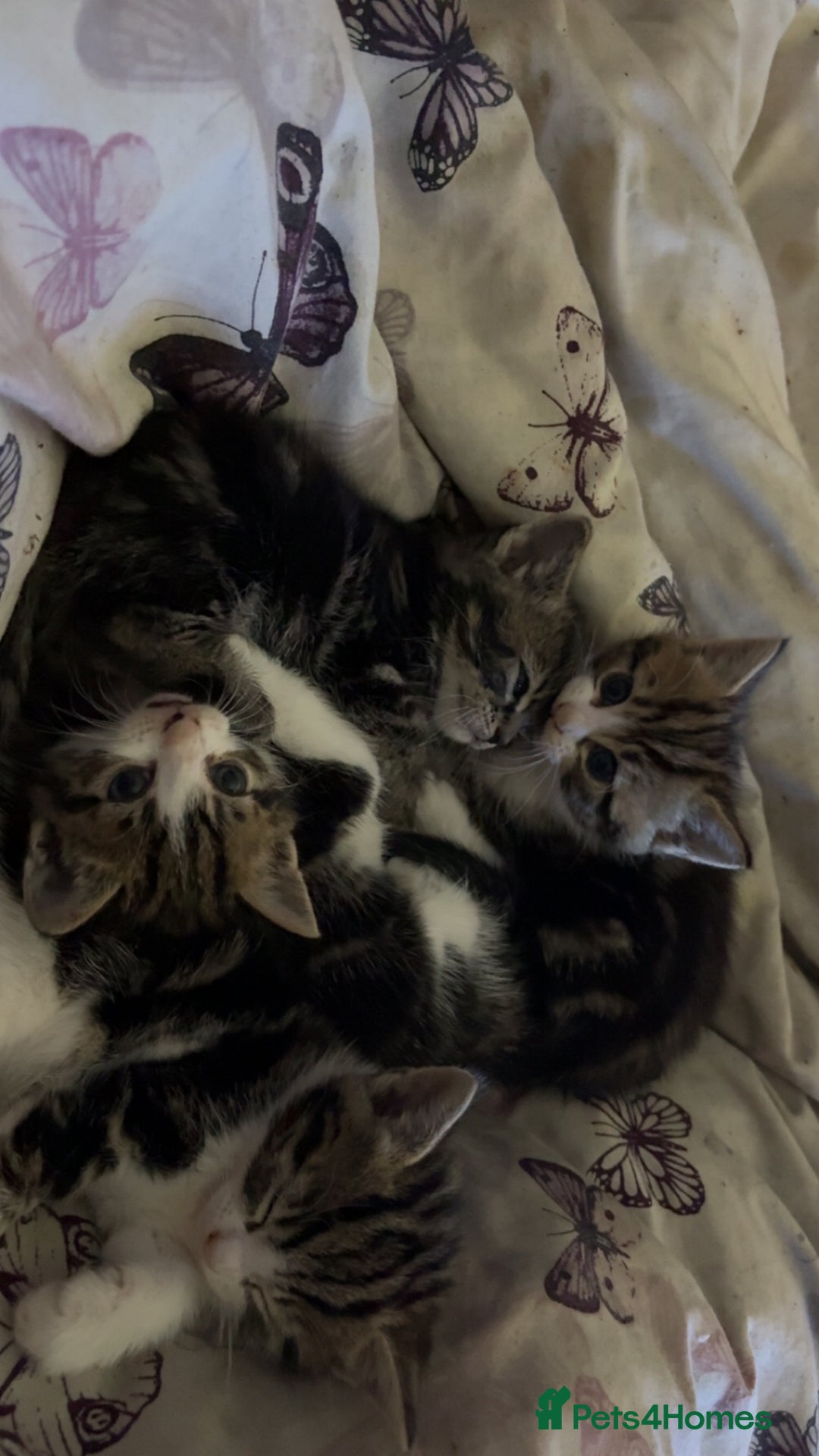 Mixed Breed cats for sale: Five tabby shorthair and longhair kittens - Advert 5