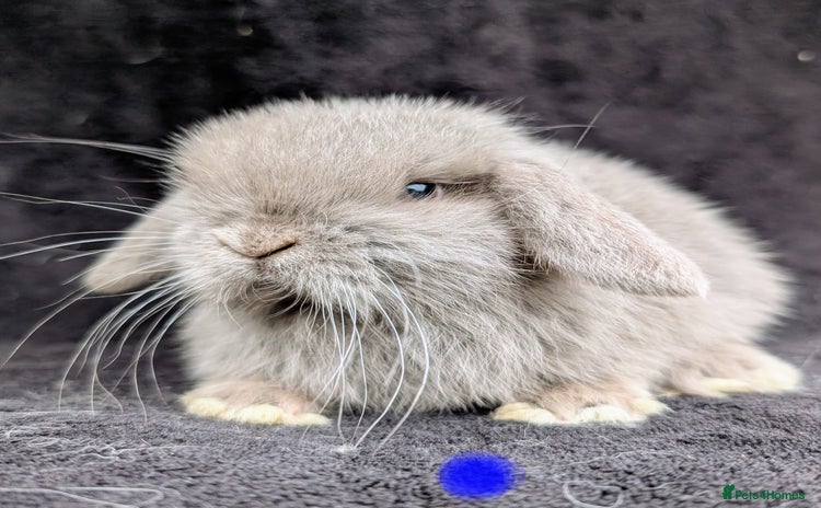 Mini Lop rabbits - Advert 3
