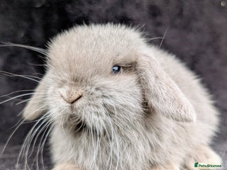 Mini Lop rabbits - Advert 17