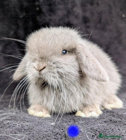 Mini Lop rabbits - Advert 2