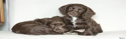 Cocker Spaniel dogs for sale: KC Registered Working Cocker Spaniels in London - Advert 6