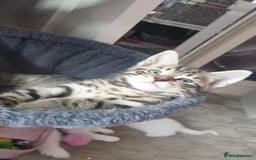 Turkish Angora cats for sale: Turkish angora cross Bengal  - Image 20