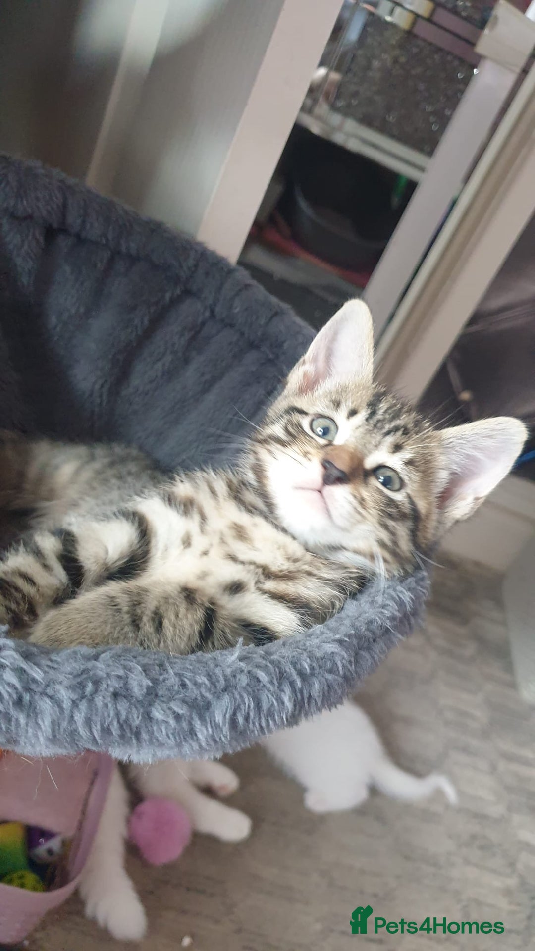 Turkish Angora cats for sale: Turkish angora cross Bengal  - Image 20