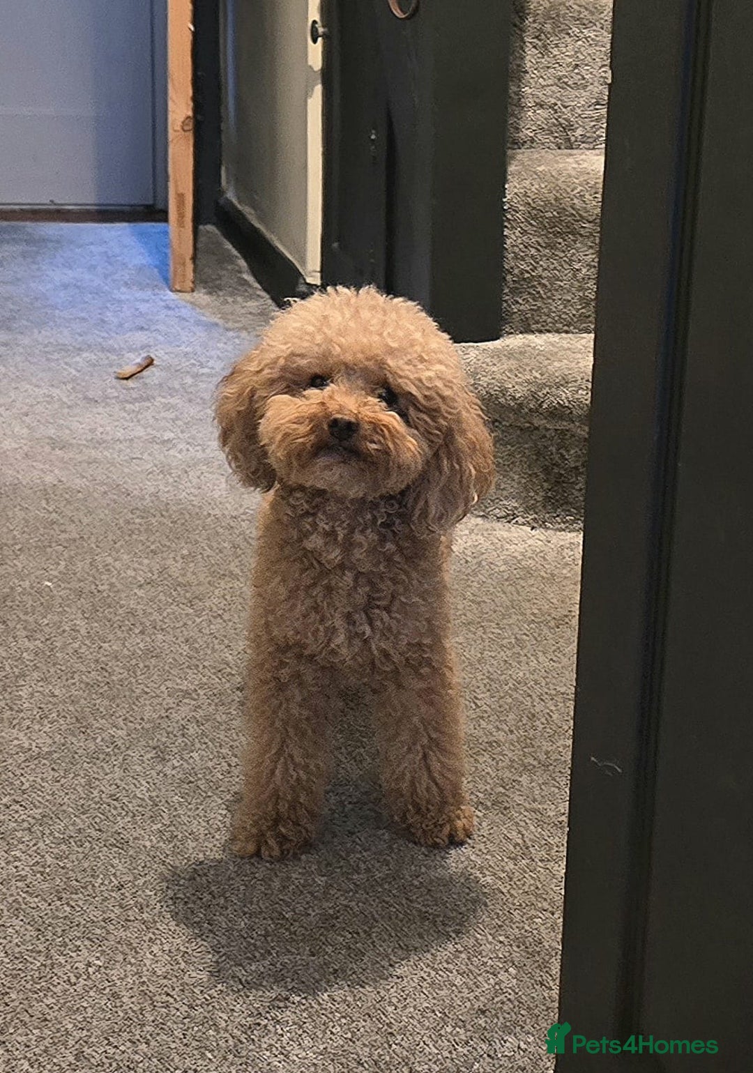 Toy Poodle dogs for stud: Red Health tested Toy Poodle Stud - Advert 1