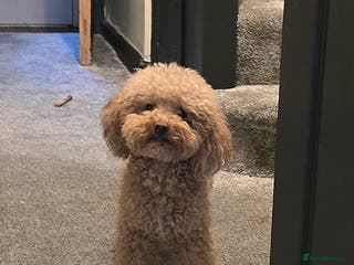 Toy Poodle dogs for stud: Red Health tested Toy Poodle Stud - Advert 3