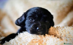 Cocker Spaniel dogs for sale: Stunning KC Cocker Spaniels DNA & EYE-checked - Image 6