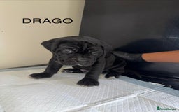 Cane Corso dogs for sale: CANE CORSO. FULL PEDIGREE. CHAMPION BLOODLINE. - Image 5