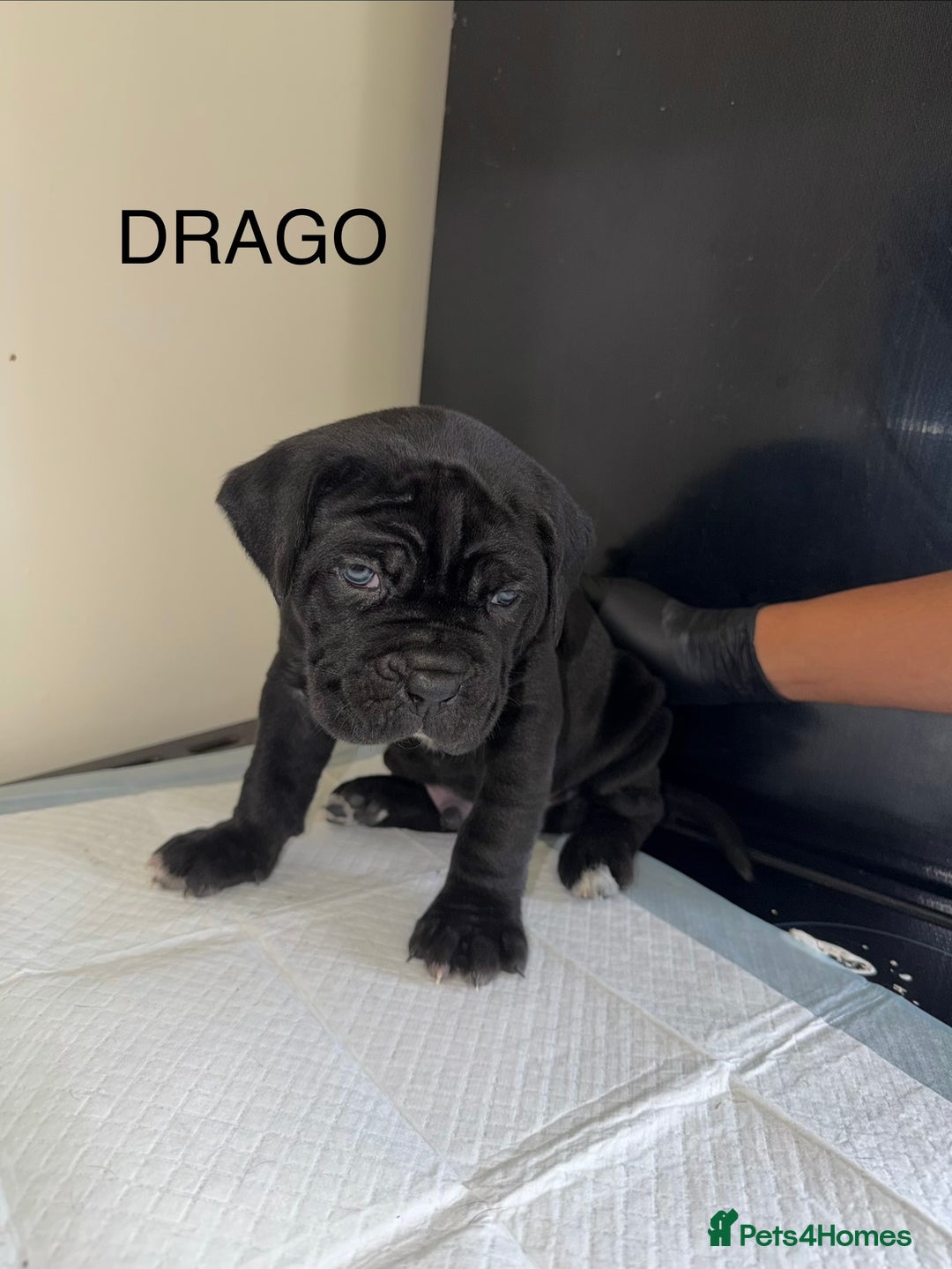 Cane Corso dogs for sale: CANE CORSO. FULL PEDIGREE. CHAMPION BLOODLINE. - Image 5