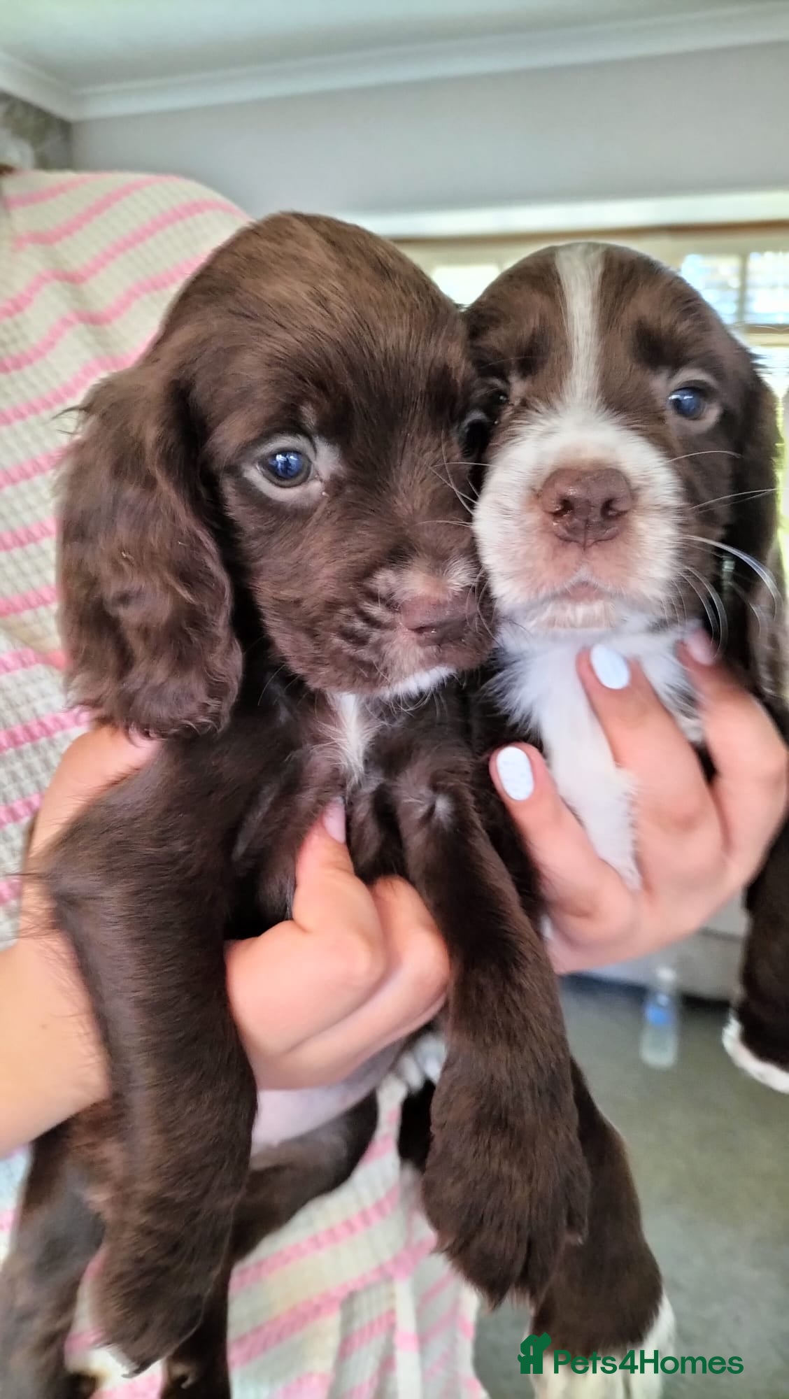 Sprocker dogs Sprocker pups - Advert 1