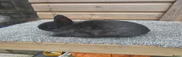 Netherland Dwarf rabbits for sale: Netherland Dwarf kits siamese sable,white, vienna  - Advert 4