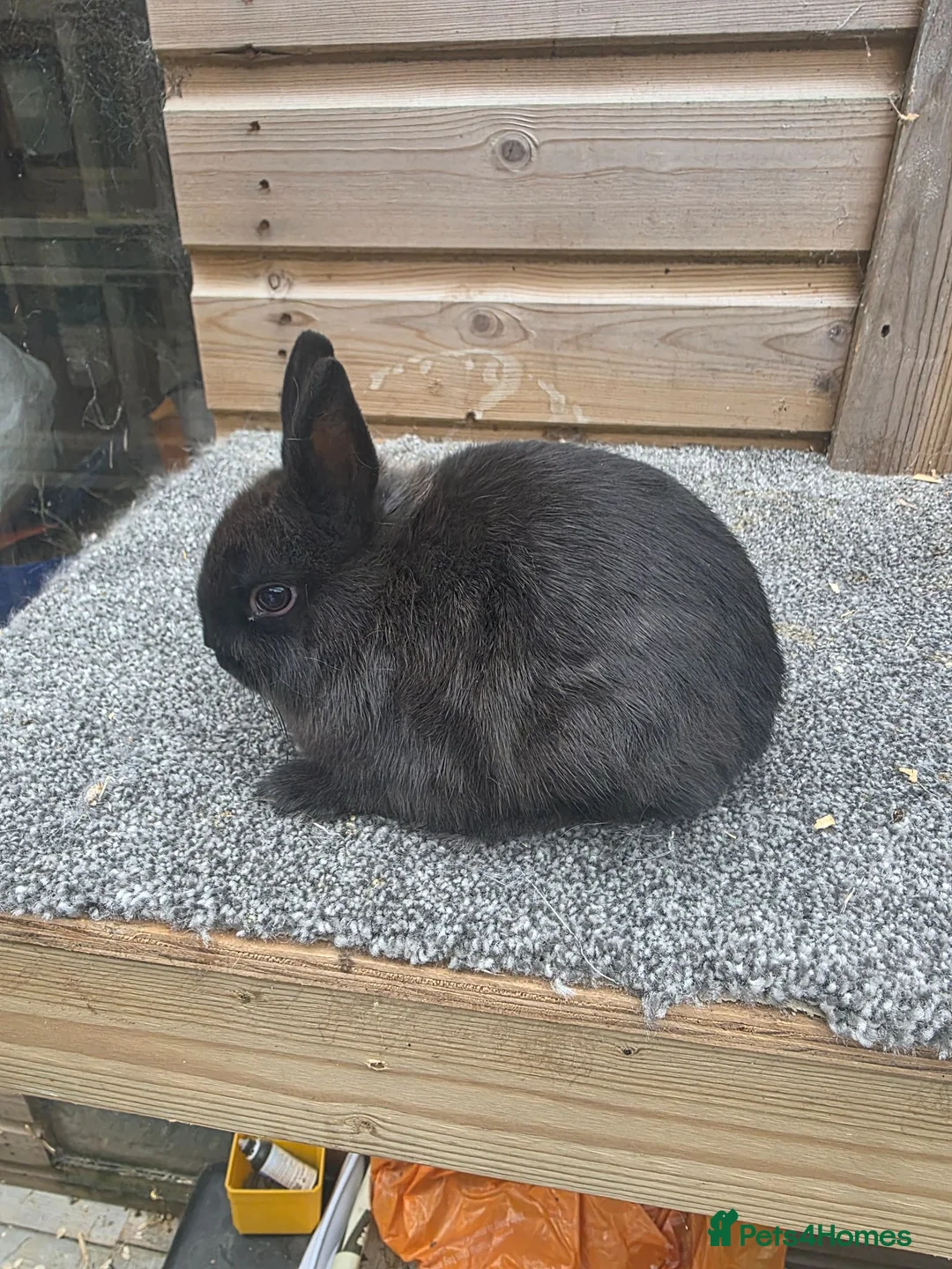 Netherland Dwarf rabbits for sale: Netherland Dwarf kits siamese sable,white, vienna  - Advert 4