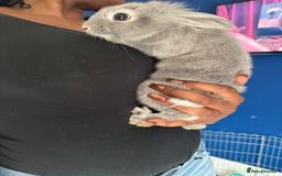 English Lop rabbits for sale: 2 baby bunnies  - Image 7
