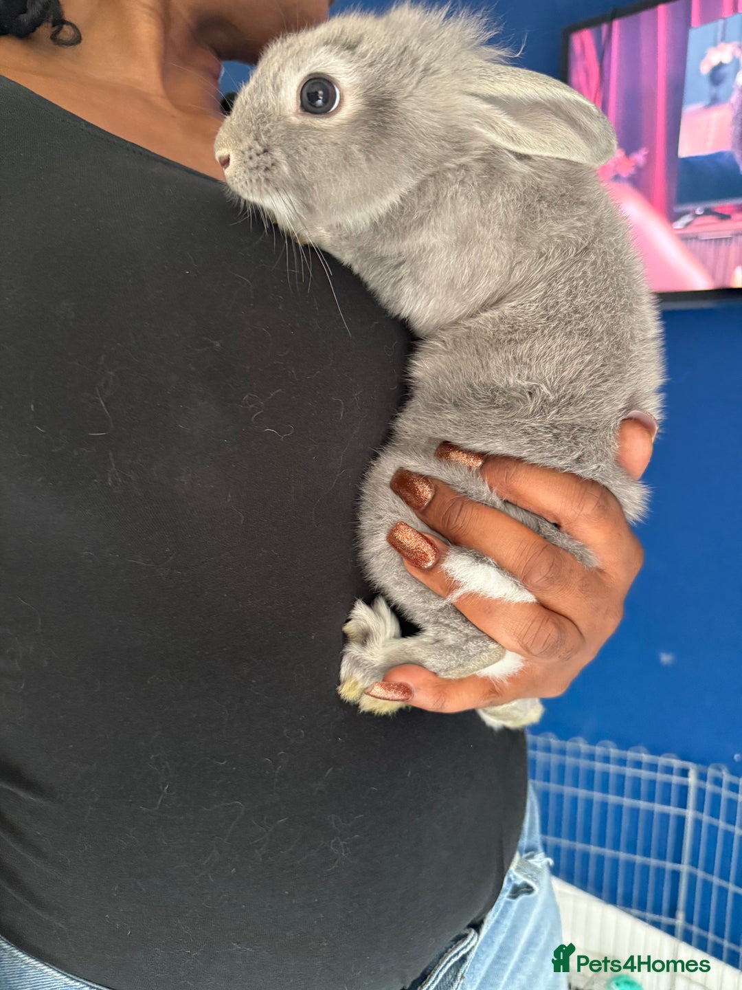English Lop rabbits for sale: 2 baby bunnies  - Image 7