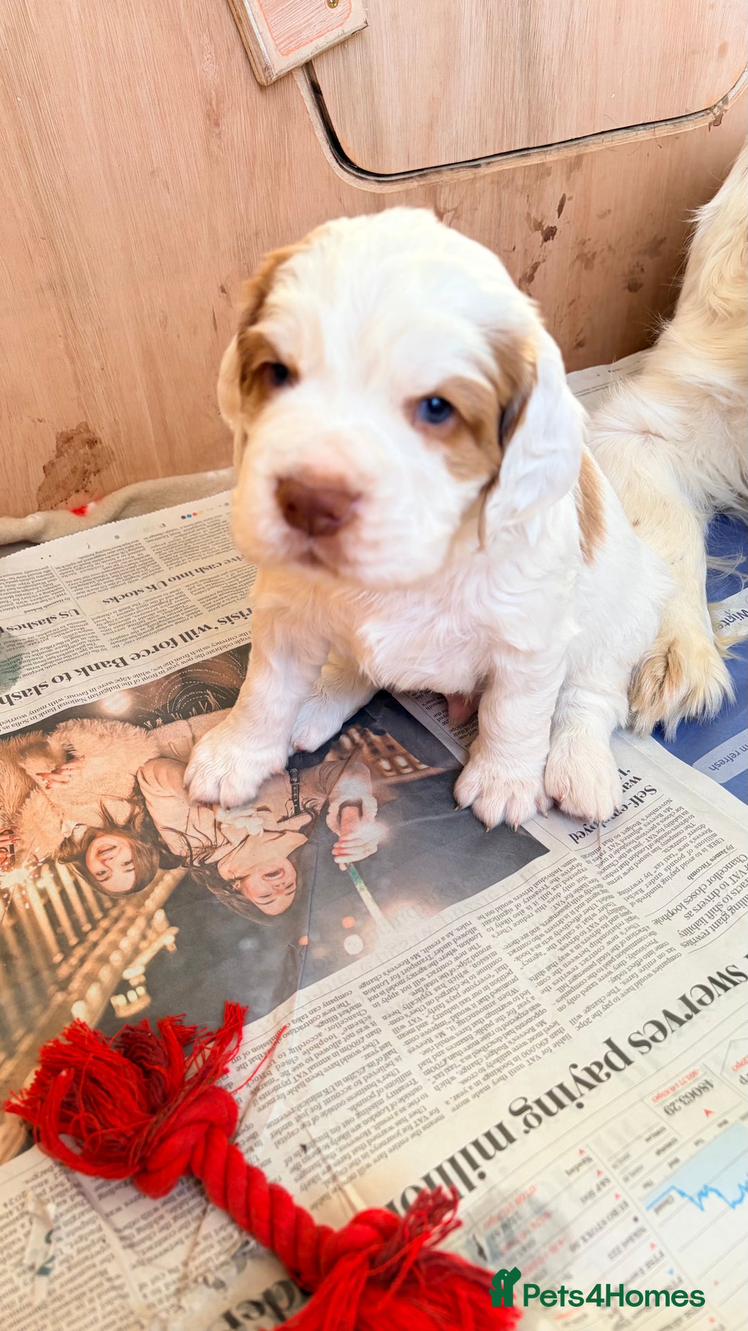 Clumber Spaniel dogs for sale: Clumber Spaniel Puppies For Sale  - Advert 18