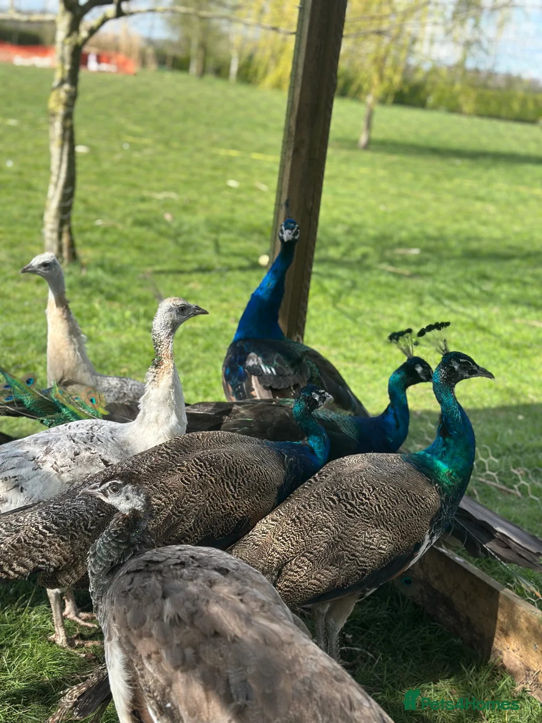 Peafowl poultry for sale: Blue Indian and black shoulder peafowl available  - Advert 3